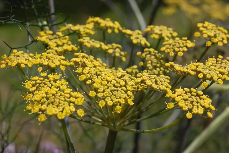 Fennel 'Bronze'