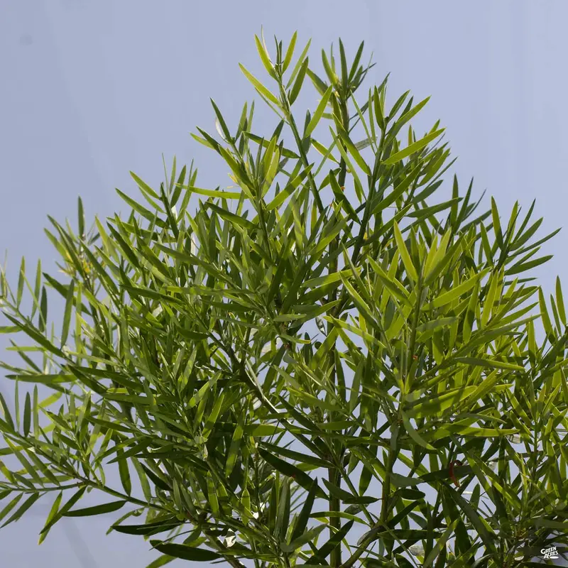 Fern Pine Standard Trunk