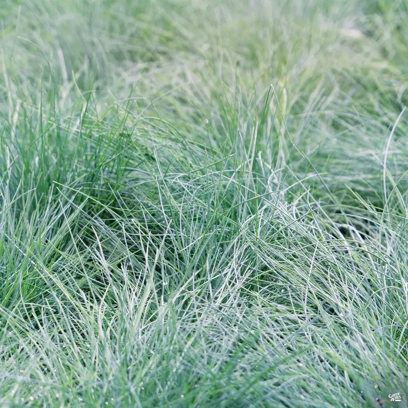 Fescue 'Buddy Blue'