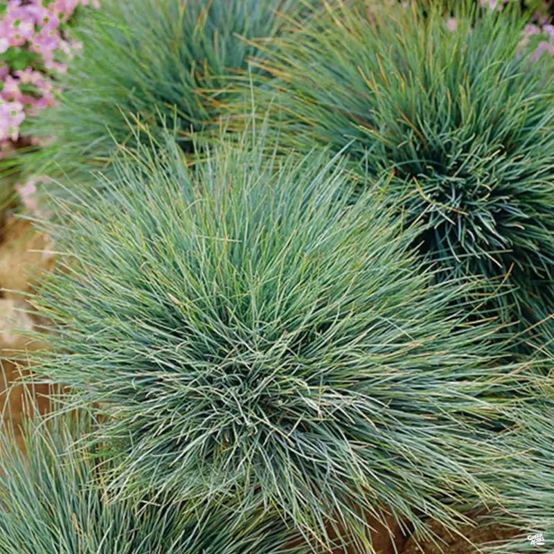 Fescue 'Elijah Blue'