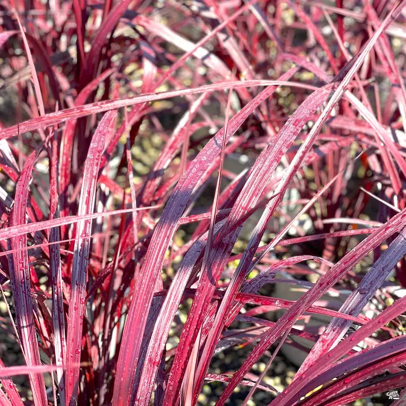 Festival™ Burgundy Cordyline