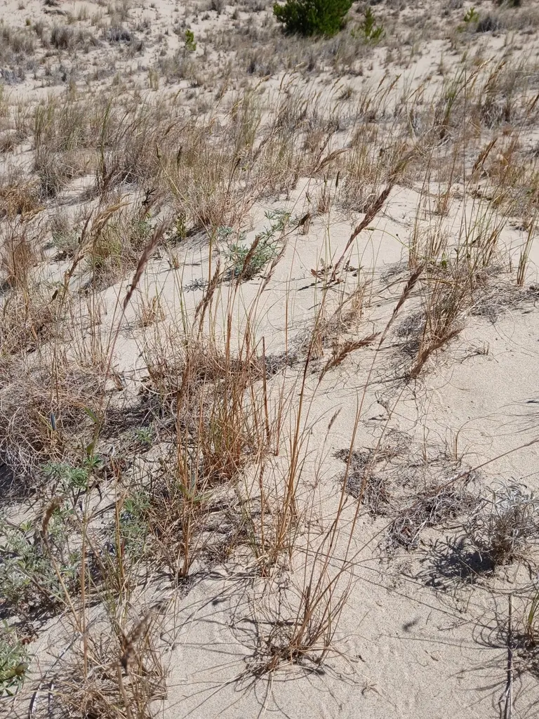 Festuca ammobia (Sand Fescue)
