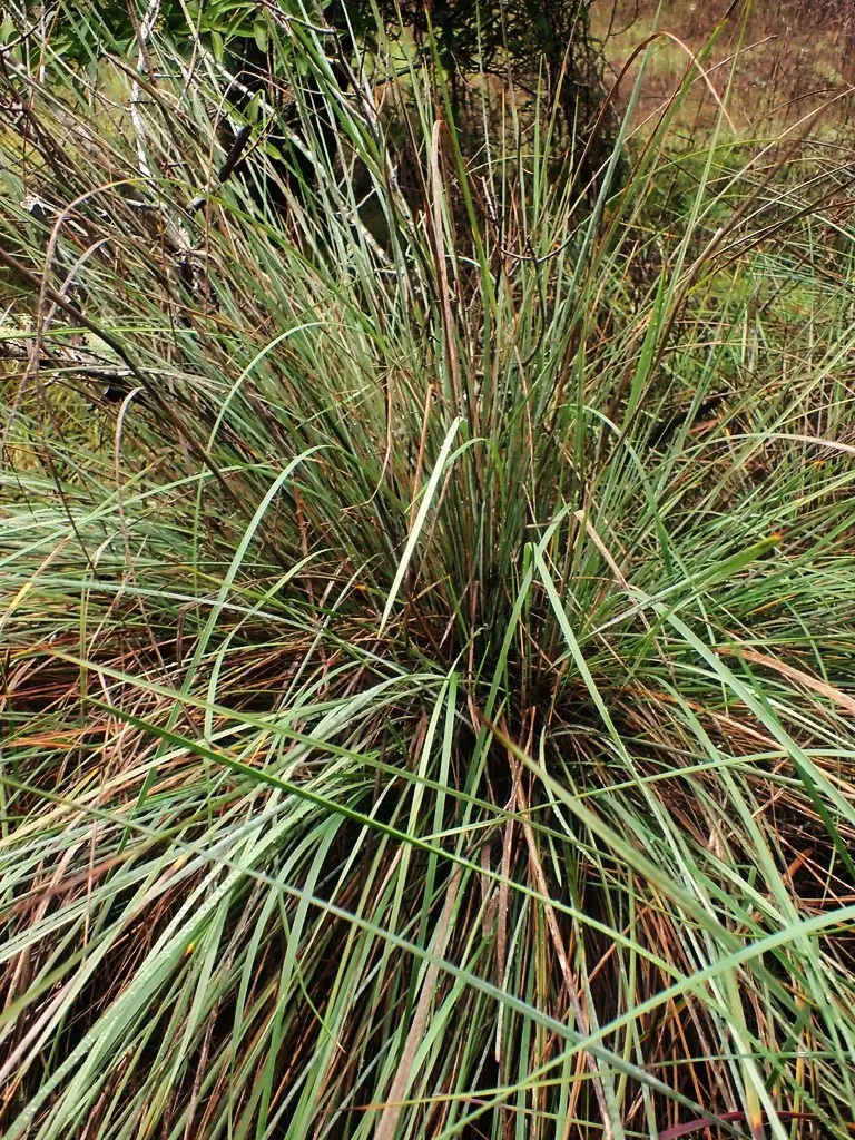 Festuca califonica (California fescue) 1 gal  CG