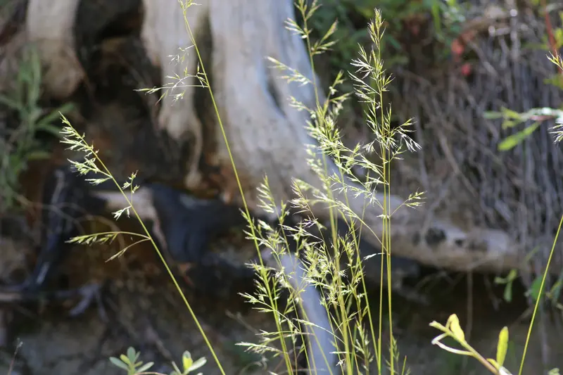 Festuca occidentalis (Western Fescue)