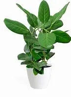 Ficus benghalensis 'Audrey' (Banyan Fig)