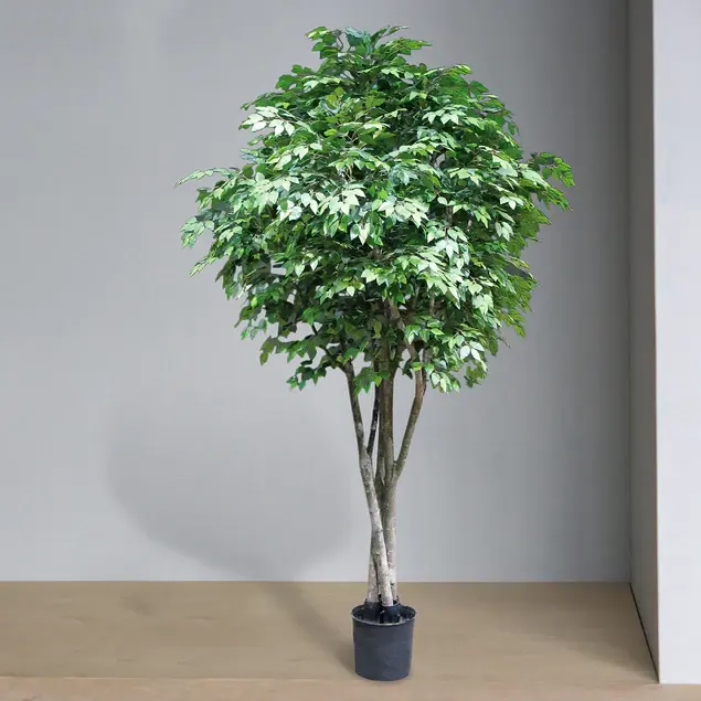 Ficus Benjamina, Supreme By Gold Leaf Design Group