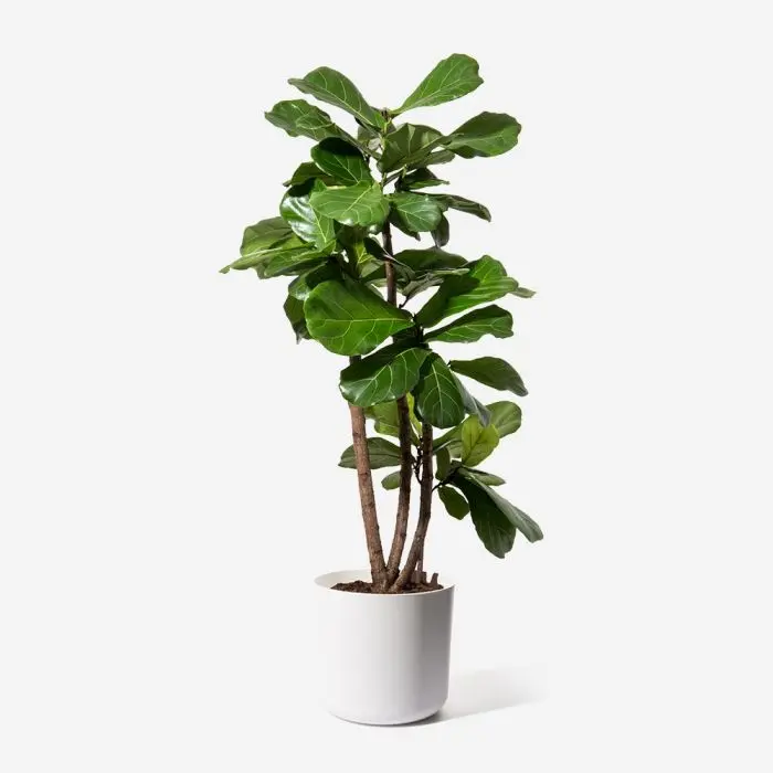 Ficus lyrata (Fiddle Leaf Fig)