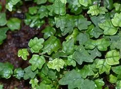 Ficus pumila var. quercifolia (Creeping Oak Leaf Ficus/String of Frogs)