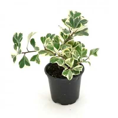 Ficus triangularis 'Variegata'