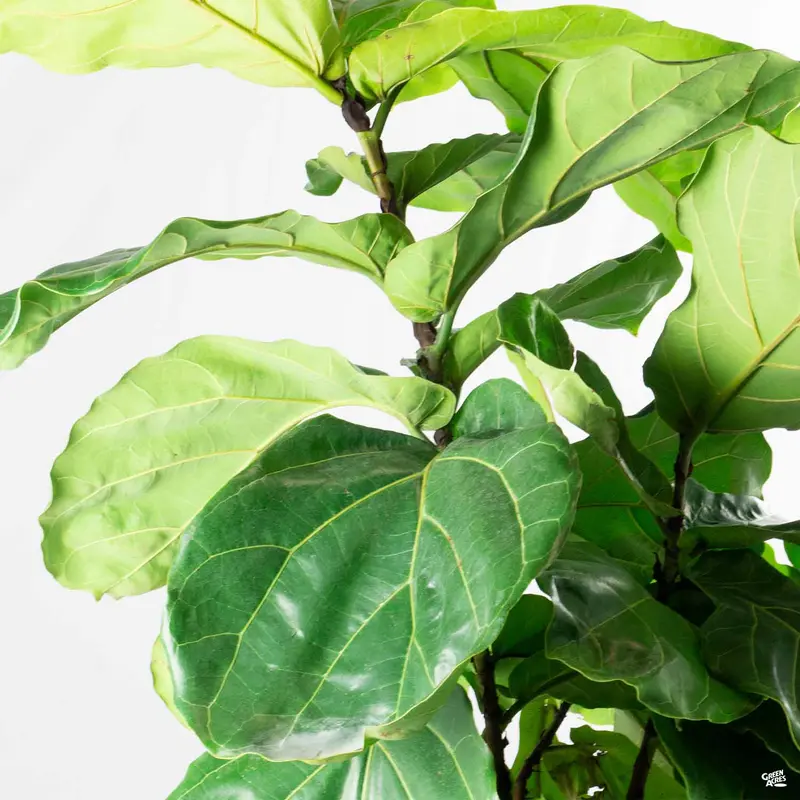 Fiddle Leaf Fig Bush