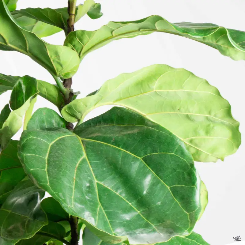 Fiddle Leaf Fig Column