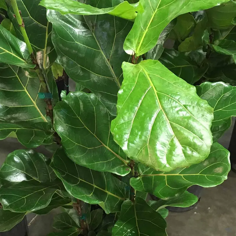 Fiddle Leaf Fig Standard
