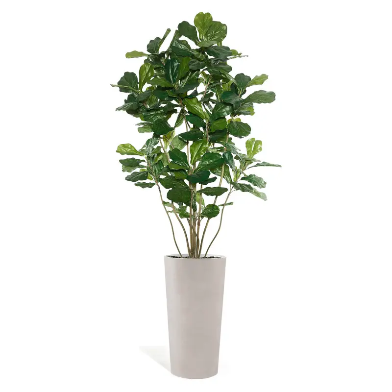 Fiddle Leaf Tree in Harmony Planter MD By Gold Leaf