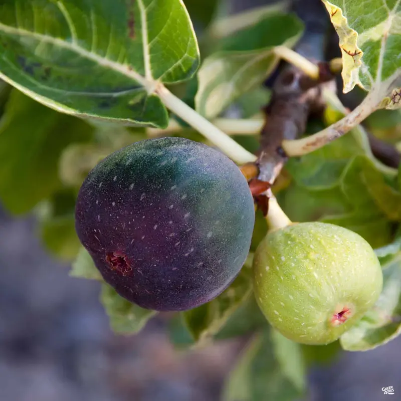 Fig 'Black Jack' | Monrovia