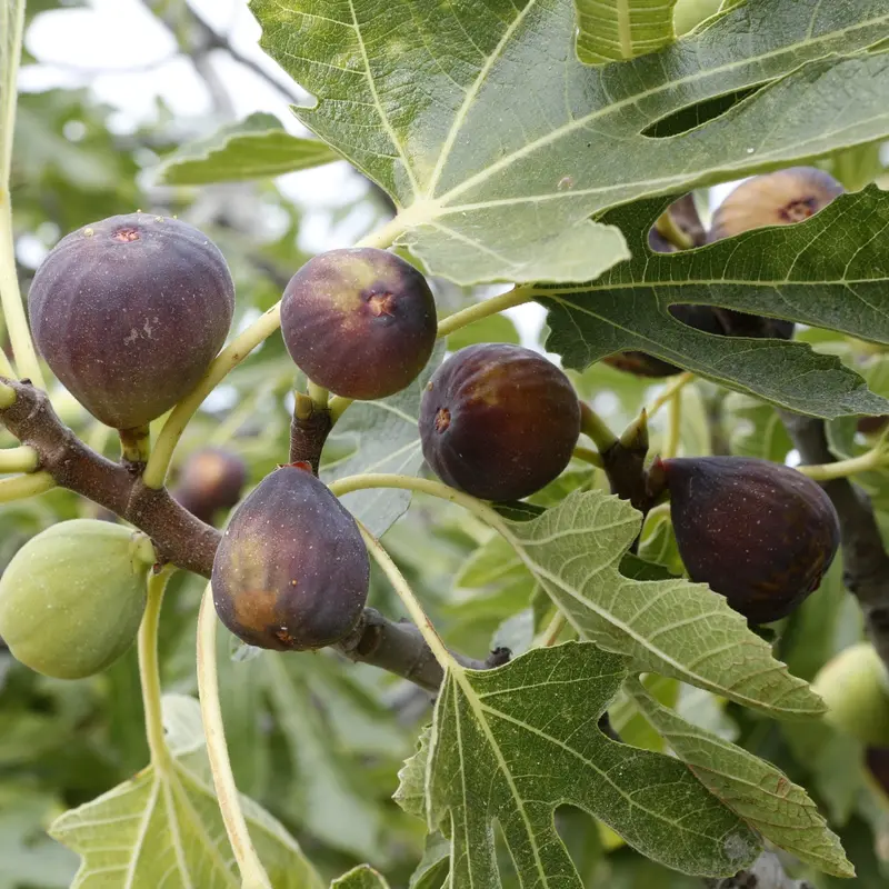 Fig 'Black Mission' (Ficus carica)