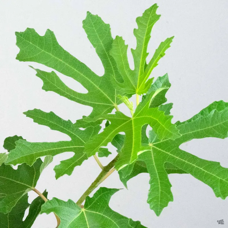 Fig 'Little Miss Figgy'