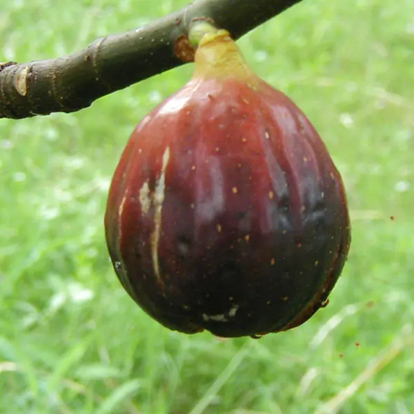 Fig 'Magnolia' (Ficus carica)