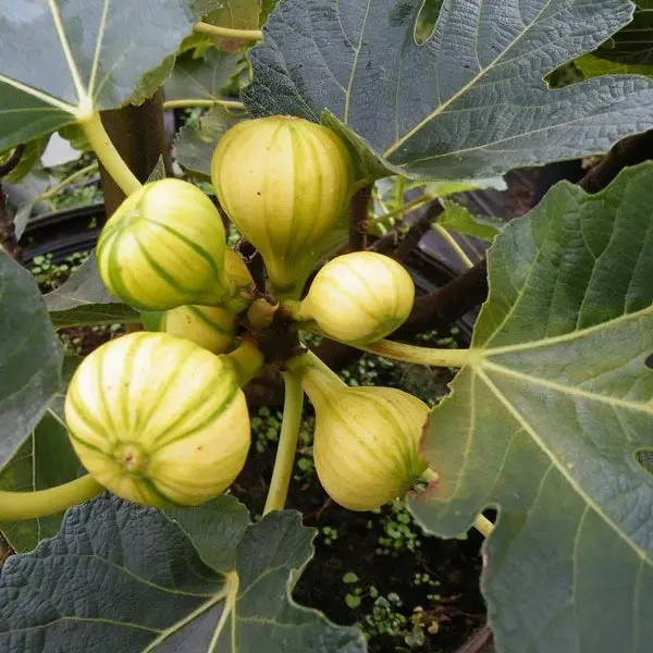 Fig 'Pinache Striped Tiger'