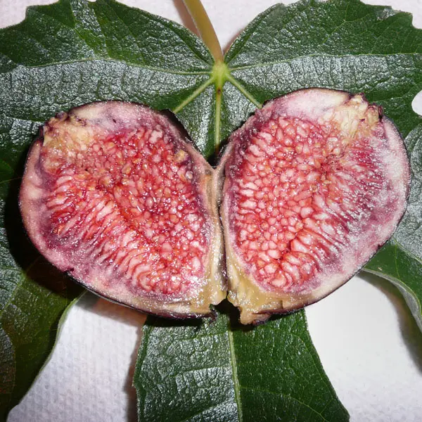 Fig 'Violette de Bordeaux' (Ficus carica)
