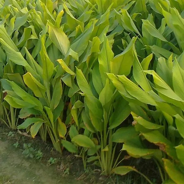 Fingerroot (Boesenbergia rotunda)