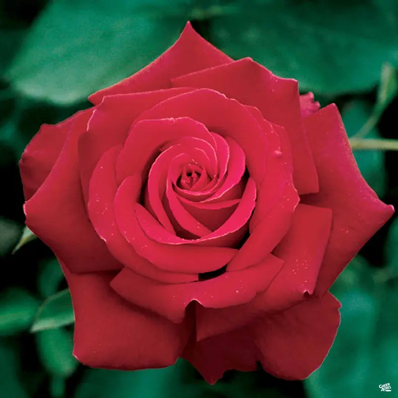 Firefighter® Rose Bareroot