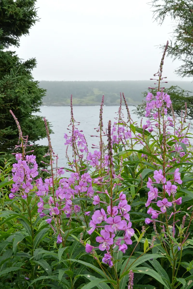 Fireweed (Chamaenerion angustifolium) - Seed RS