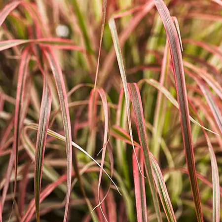 Fireworks var. Pennisetum- 5" Ornamental Grasses