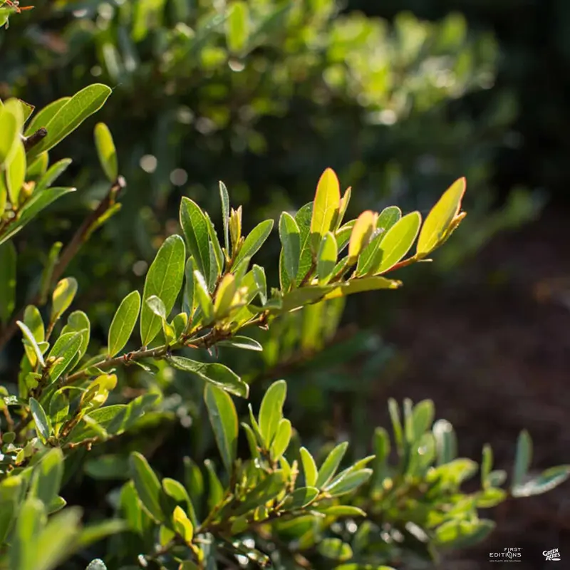First Editions® Swing Low® Distylium