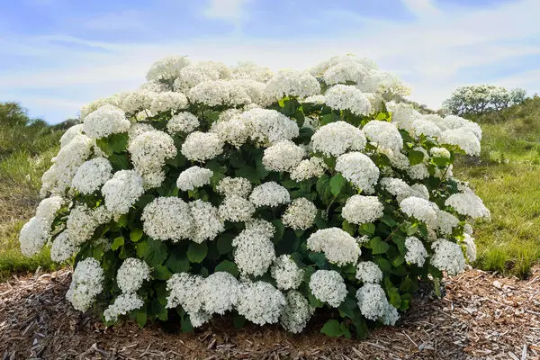 First Editions® FlowerFull® Smooth Hydrangea