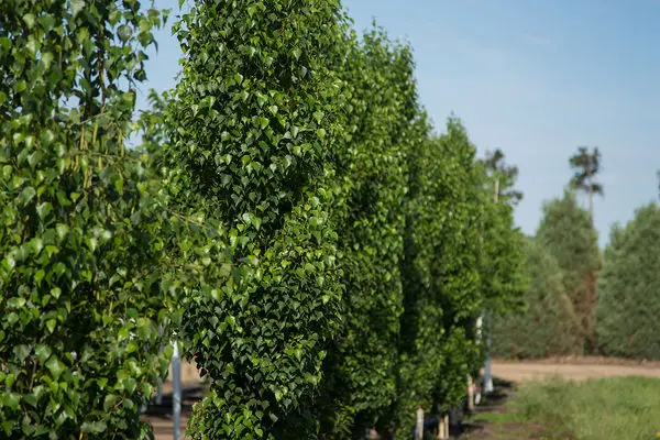 First Editions® Parkland Pillar® Birch 10 Gallon