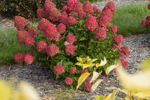 First Editions® Spring Sizzle® Panicle Hydrangea