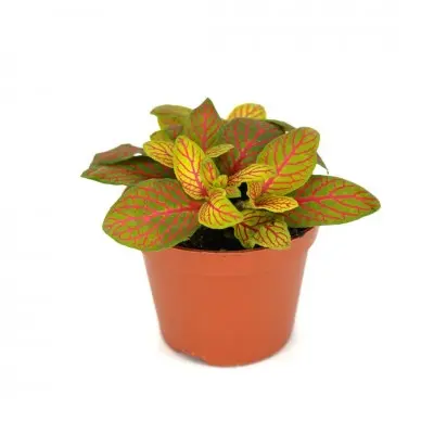 Fittonia albivenis 'Skeleton' (Nerve Plant)