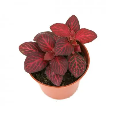 Fittonia 'Red Flame' (Nerve Plant)