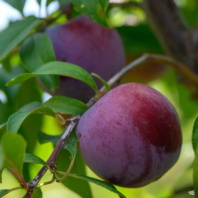 Flavor Finale Pluot® Interspecific Plum