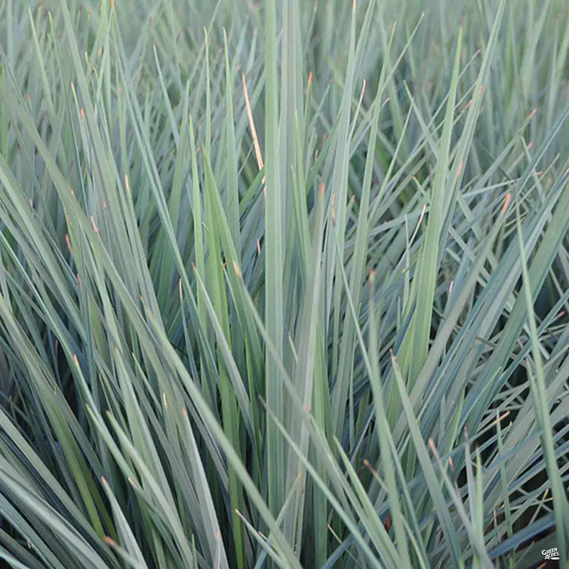 Flax Lily 'Coolvista' | Sunset