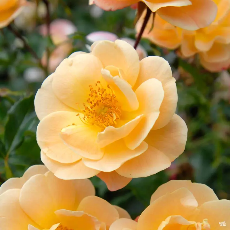 Flower Carpet® Amber Rose