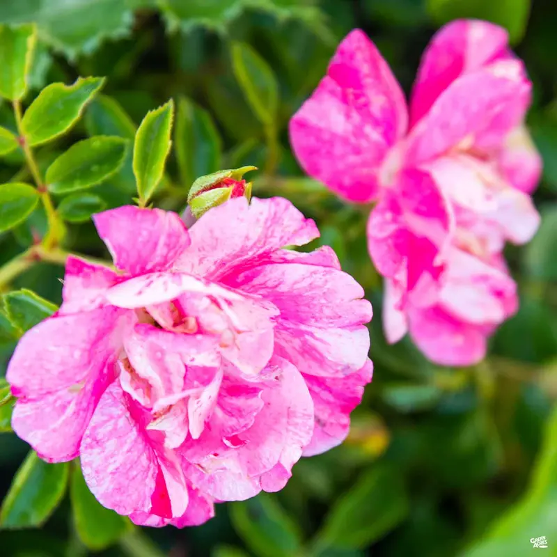 Flower Carpet® Pink Splash Rose