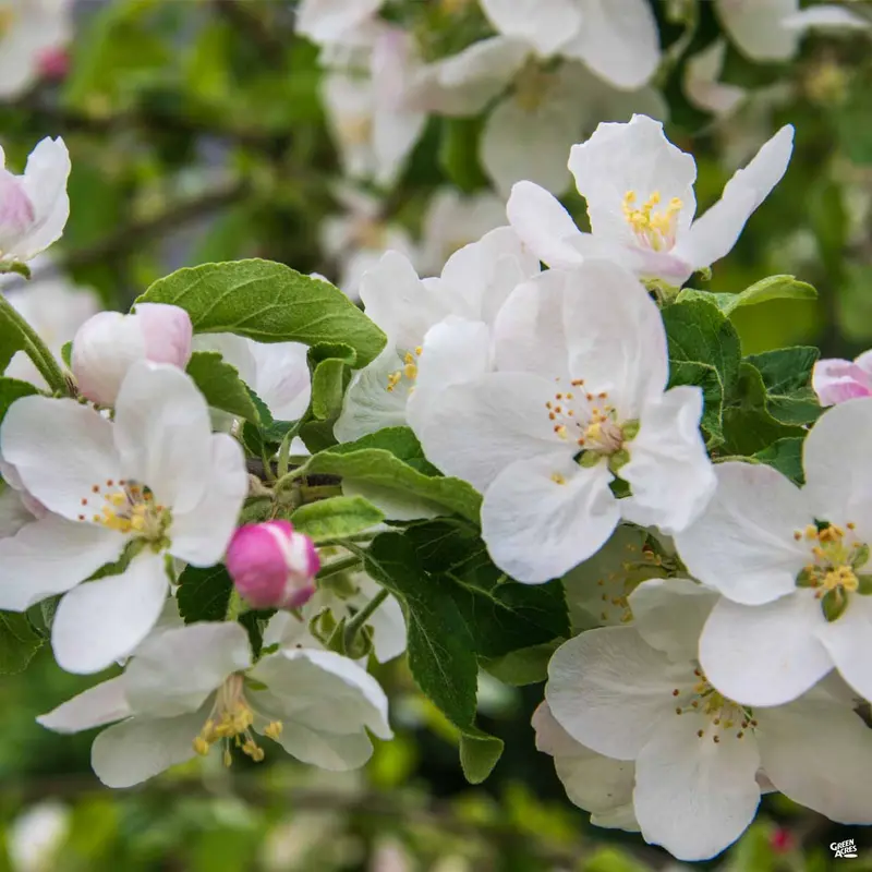 Flowering Crabapple 'Sugar Tyme'