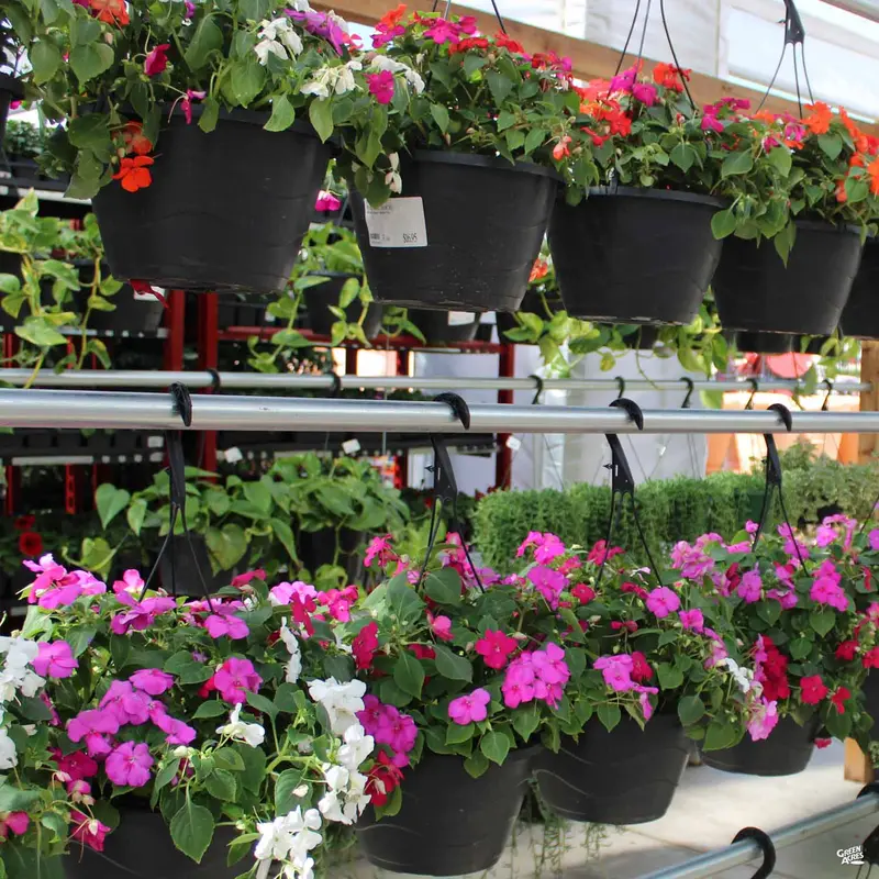Flowering Hanging Baskets