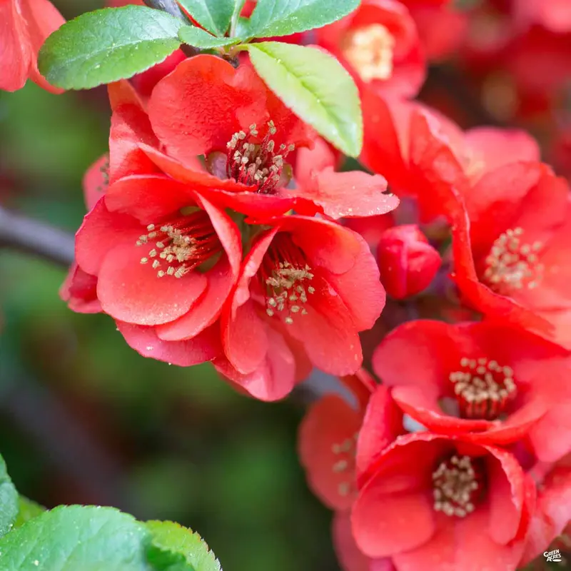 Flowering Quince 'Texas Scarlet'
