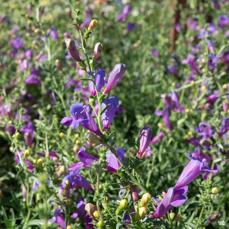 Foothill Penstemon 'Margarita BOP'