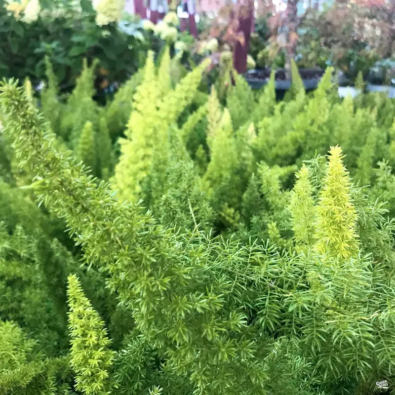 Foxtail Asparagus Fern