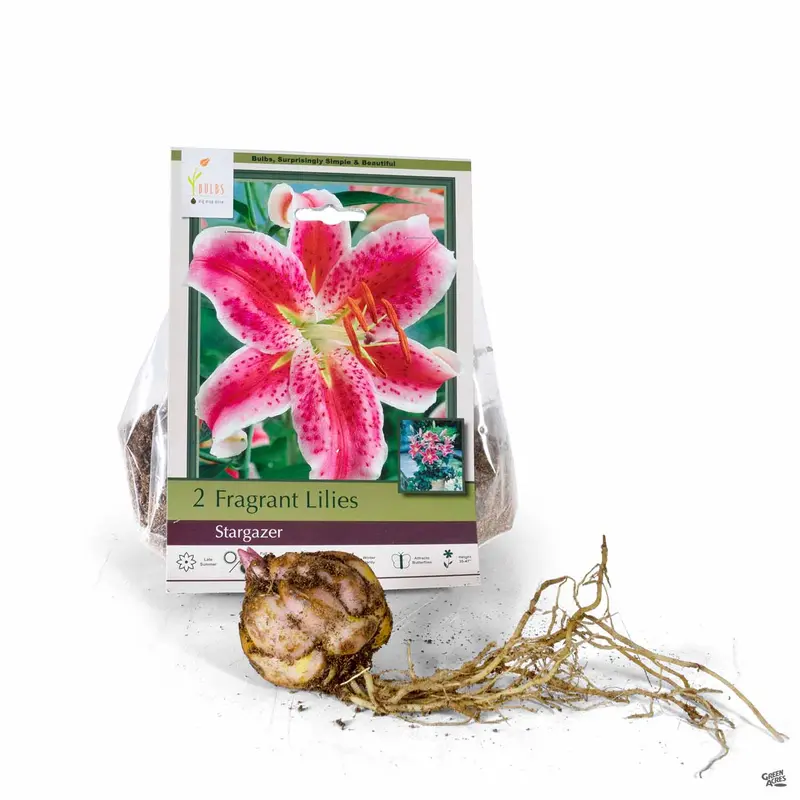 Fragrant Lily ‘Stargazer’