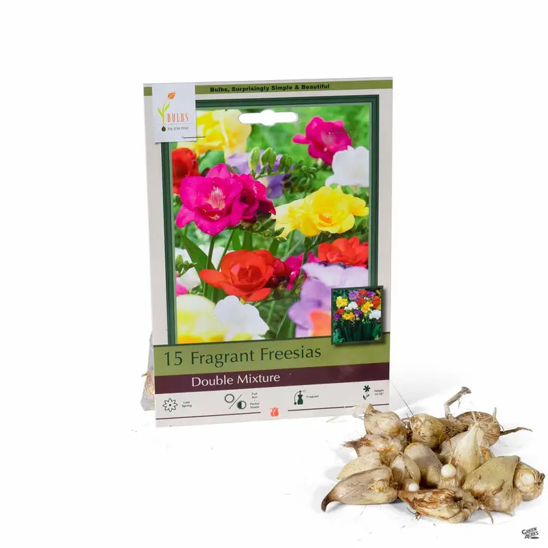 Freesia 'Double Mix'