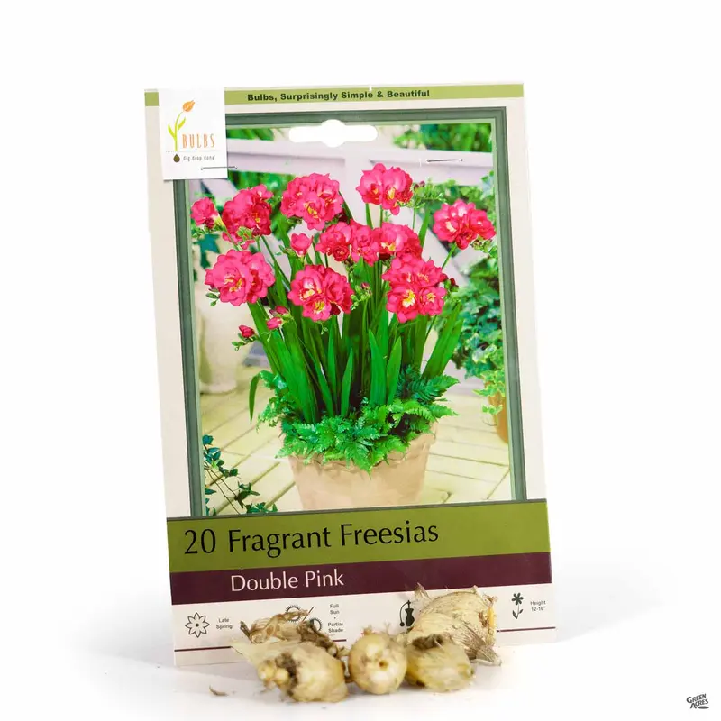 Freesia 'Double Pink'