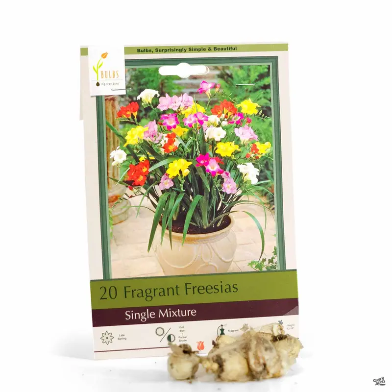 Freesia 'Single Mix'