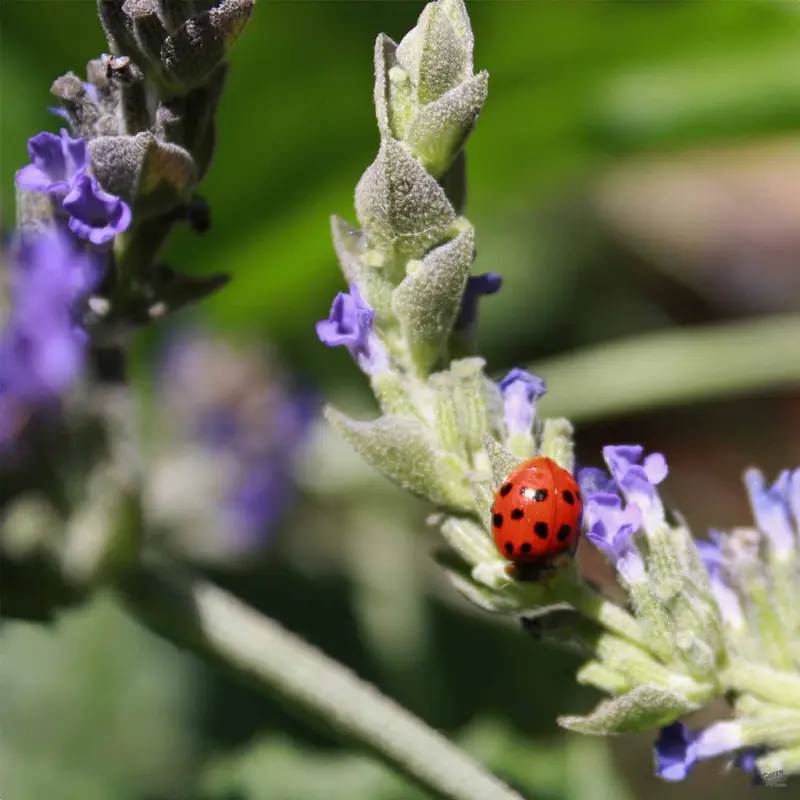 French Lavender