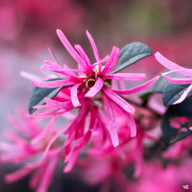 Fringe Flower 'Cherry Blast'
