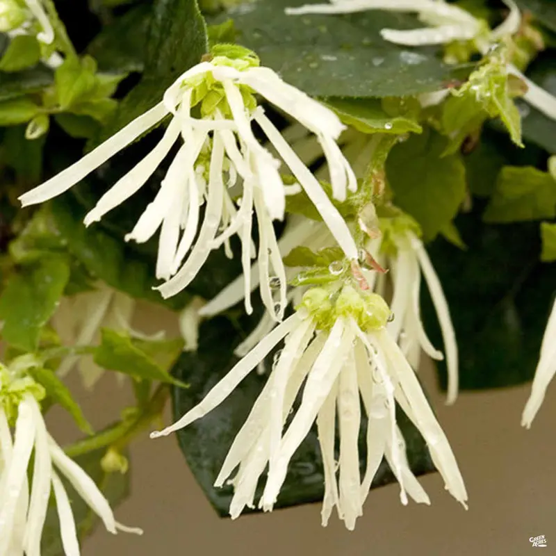 Fringe Flower Jazz Hands® White
