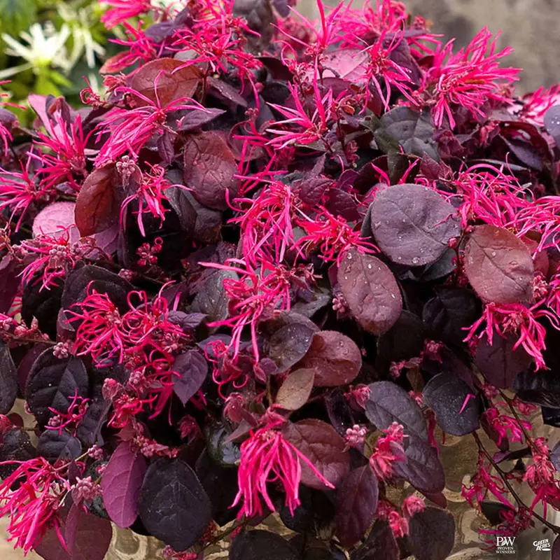 Fringe Flower Jazz Hands Bold®